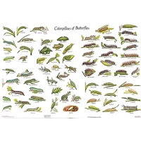 CHART Caterpillars of the British Butterflies, Gordon Riley & David Carter CHART Caterpillars of the British Butterflies, Gordon Riley & David Carter
